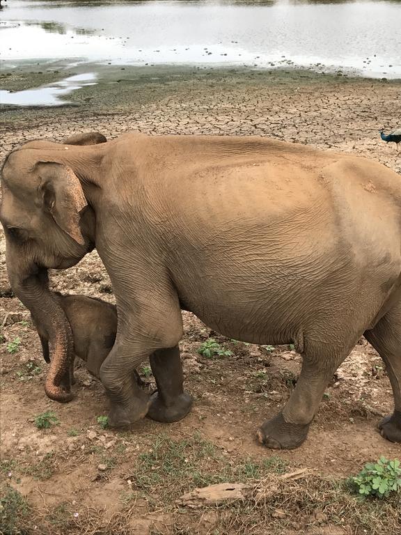 Dinesh Safari Homestay Udawalawe Kültér fotó