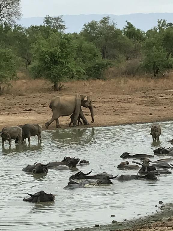 Dinesh Safari Homestay Udawalawe Kültér fotó