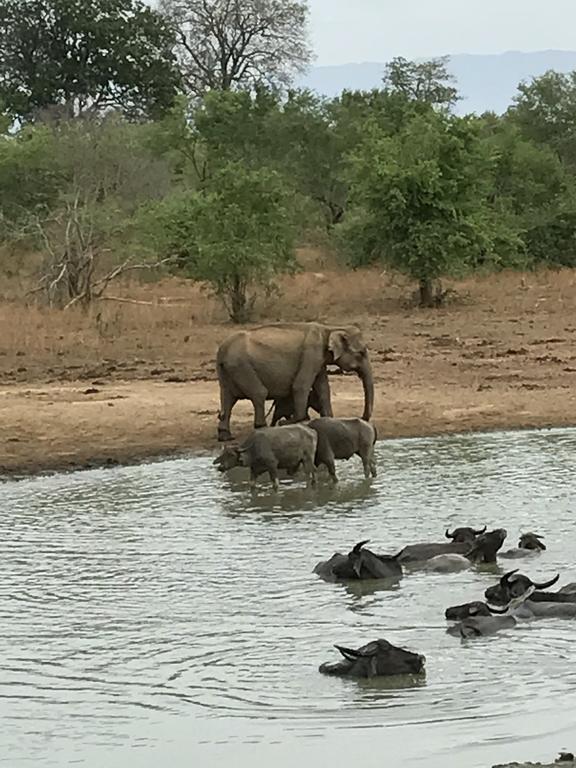 Dinesh Safari Homestay Udawalawe Kültér fotó