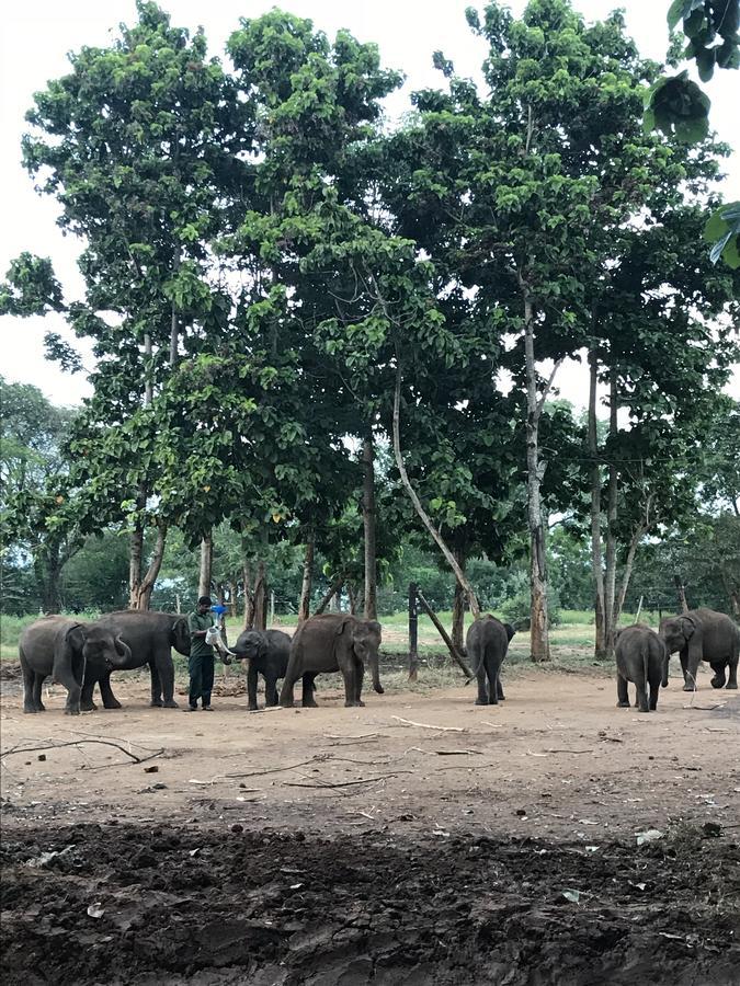 Dinesh Safari Homestay Udawalawe Kültér fotó