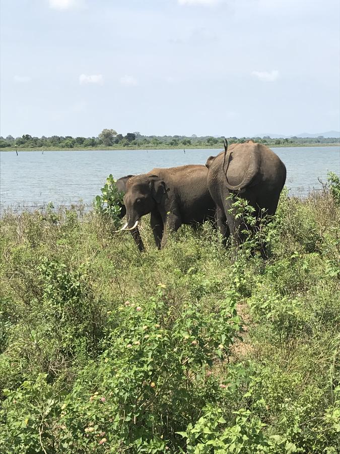 Dinesh Safari Homestay Udawalawe Kültér fotó