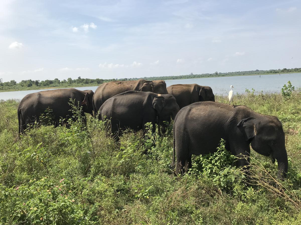 Dinesh Safari Homestay Udawalawe Kültér fotó