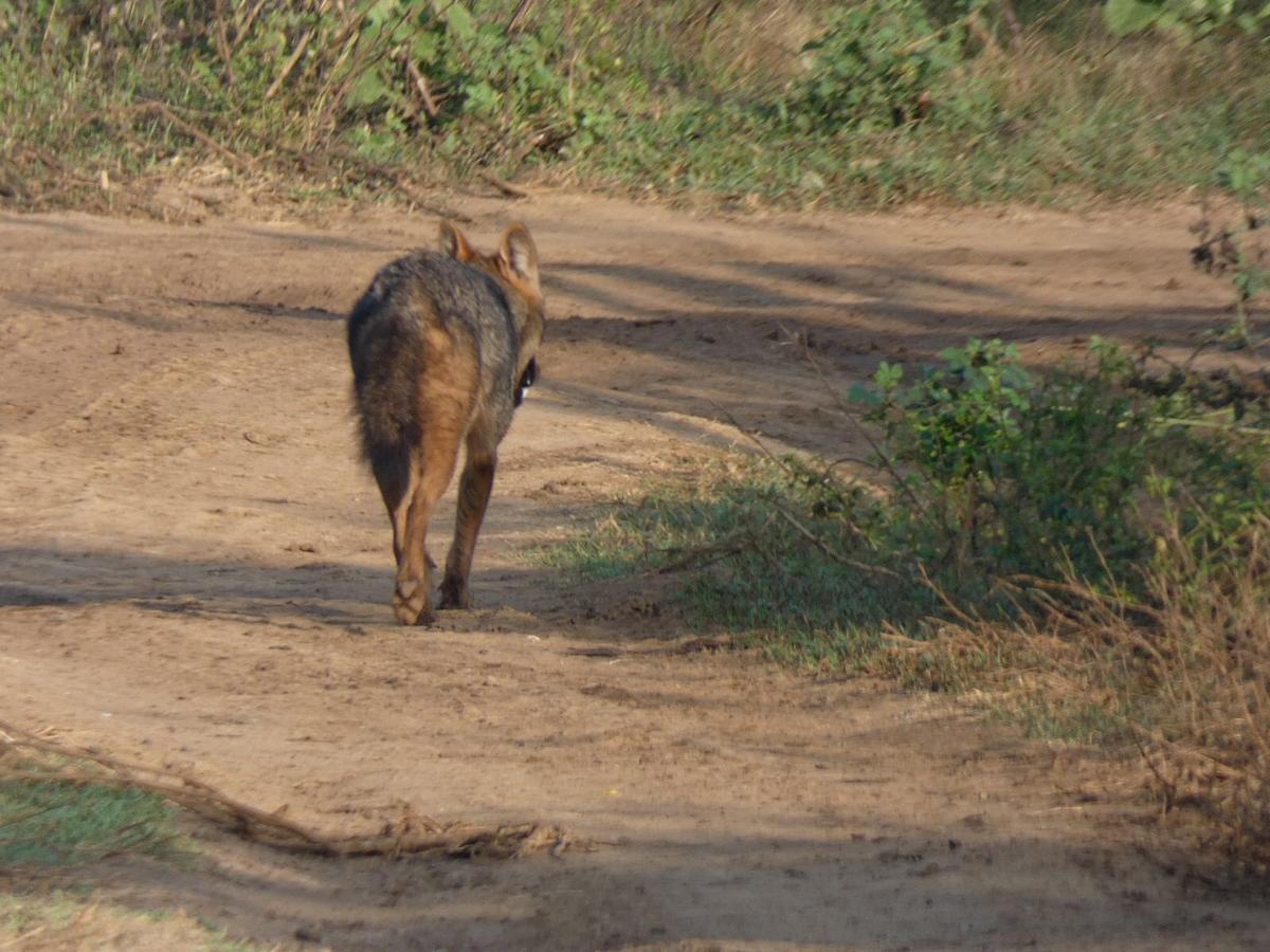 Dinesh Safari Homestay Udawalawe Kültér fotó