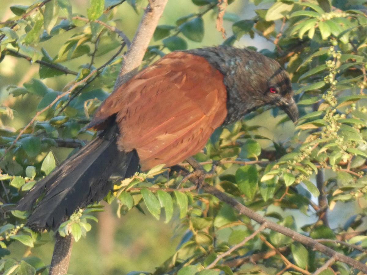 Dinesh Safari Homestay Udawalawe Kültér fotó