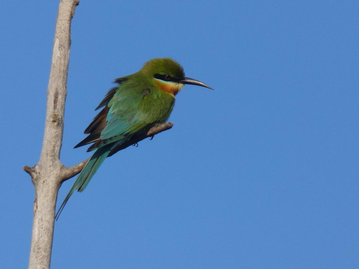 Dinesh Safari Homestay Udawalawe Kültér fotó