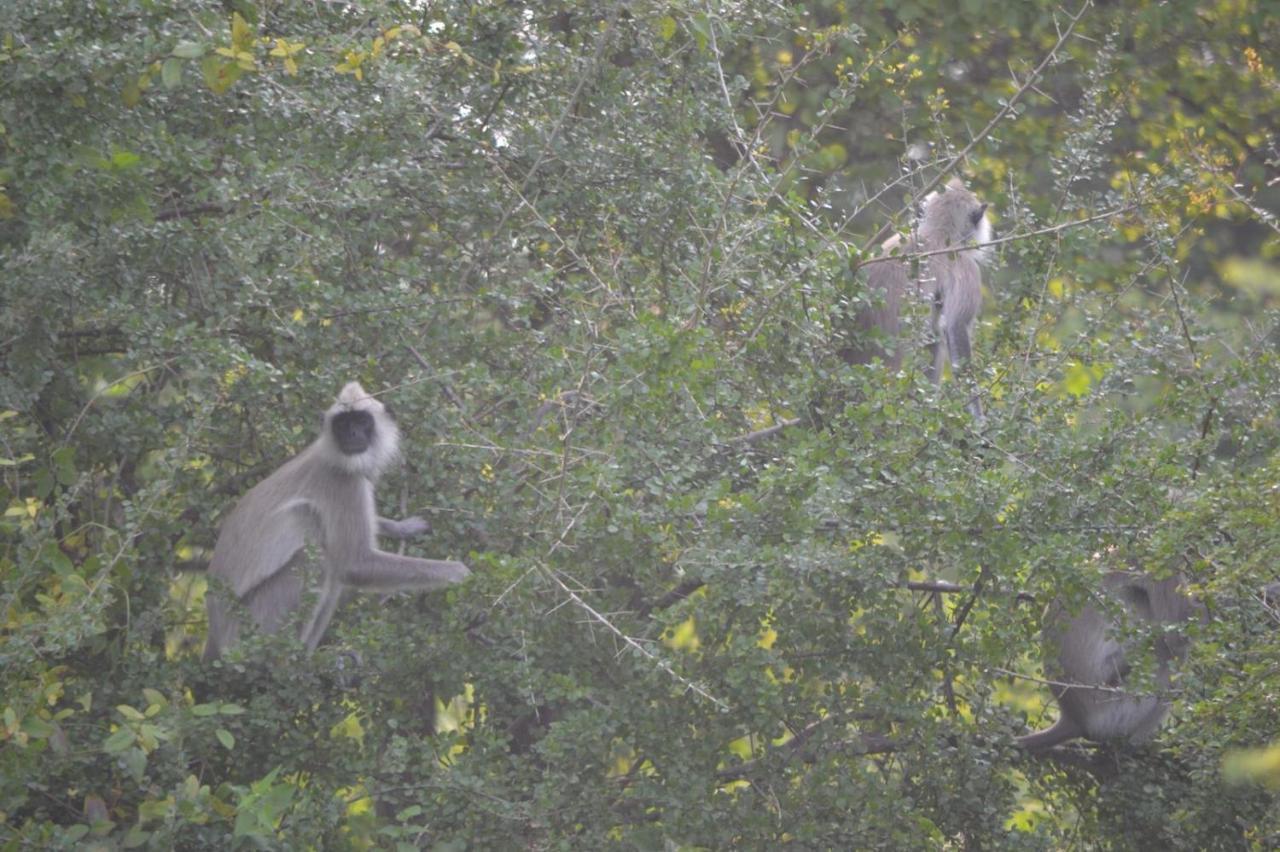 Dinesh Safari Homestay Udawalawe Kültér fotó